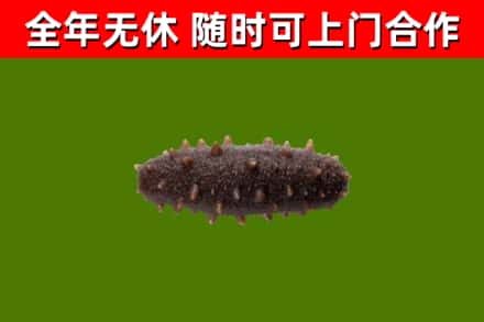 武陟县烟酒回收干海参.jpg